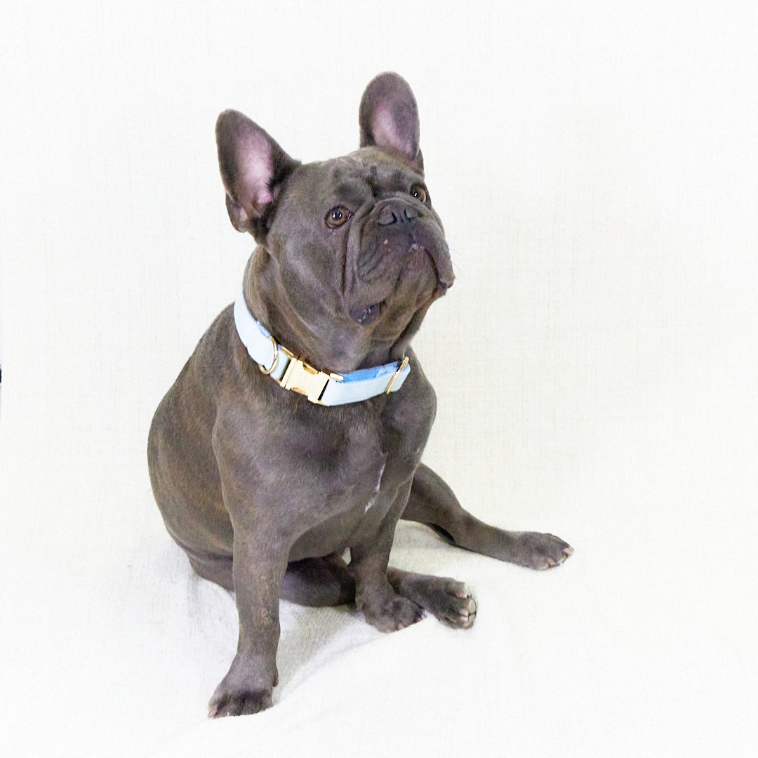 Collar 'Baby Blue'