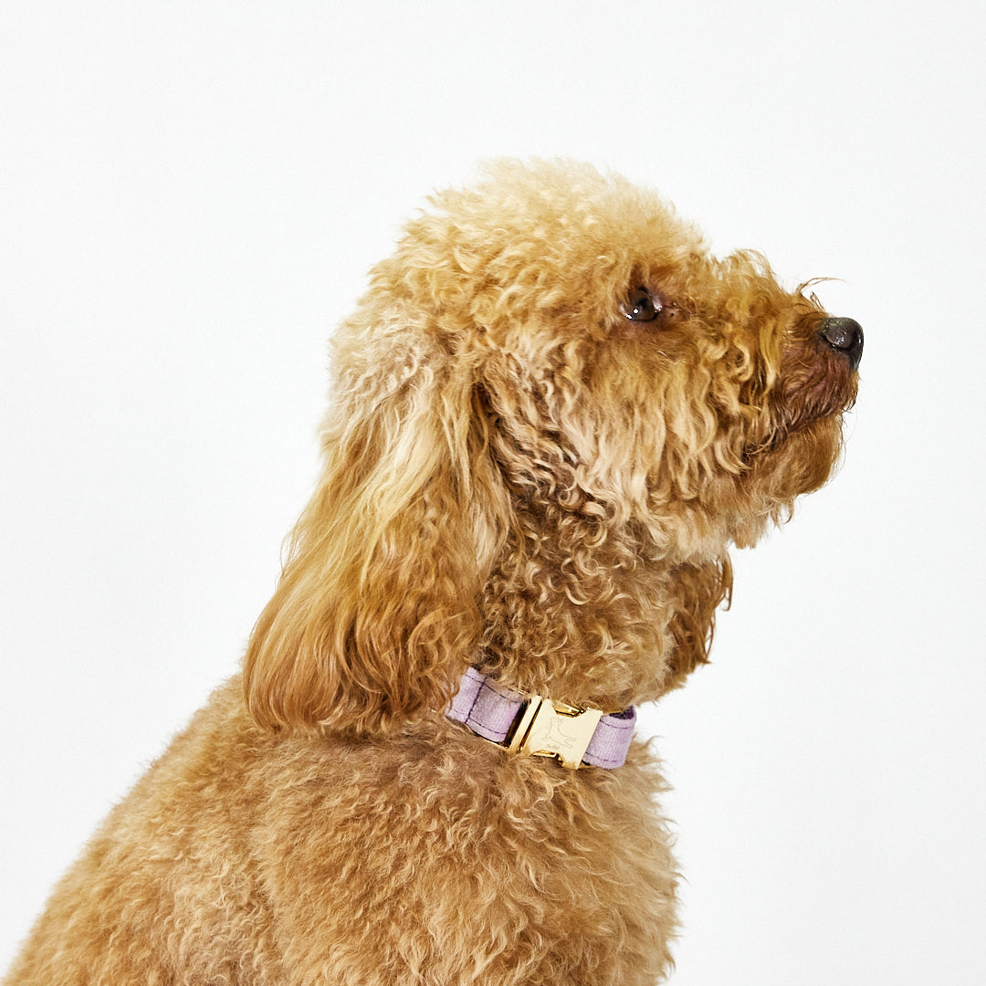 Collar 'Violet'
