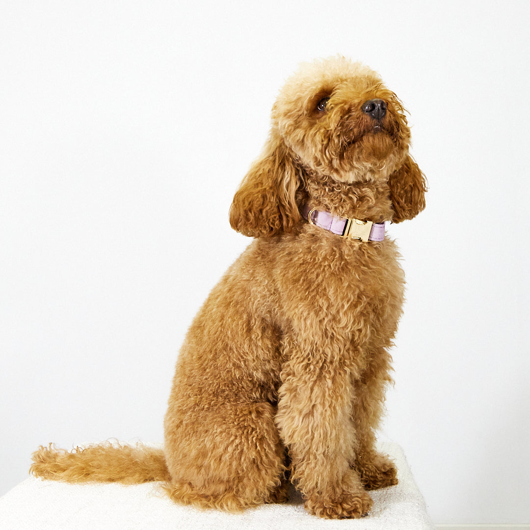 Collar 'Violet'