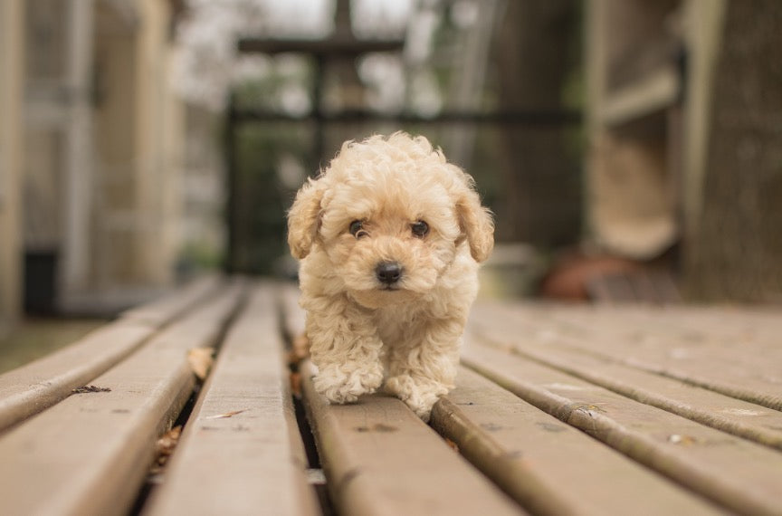 7 razas de perros pequeños más populares